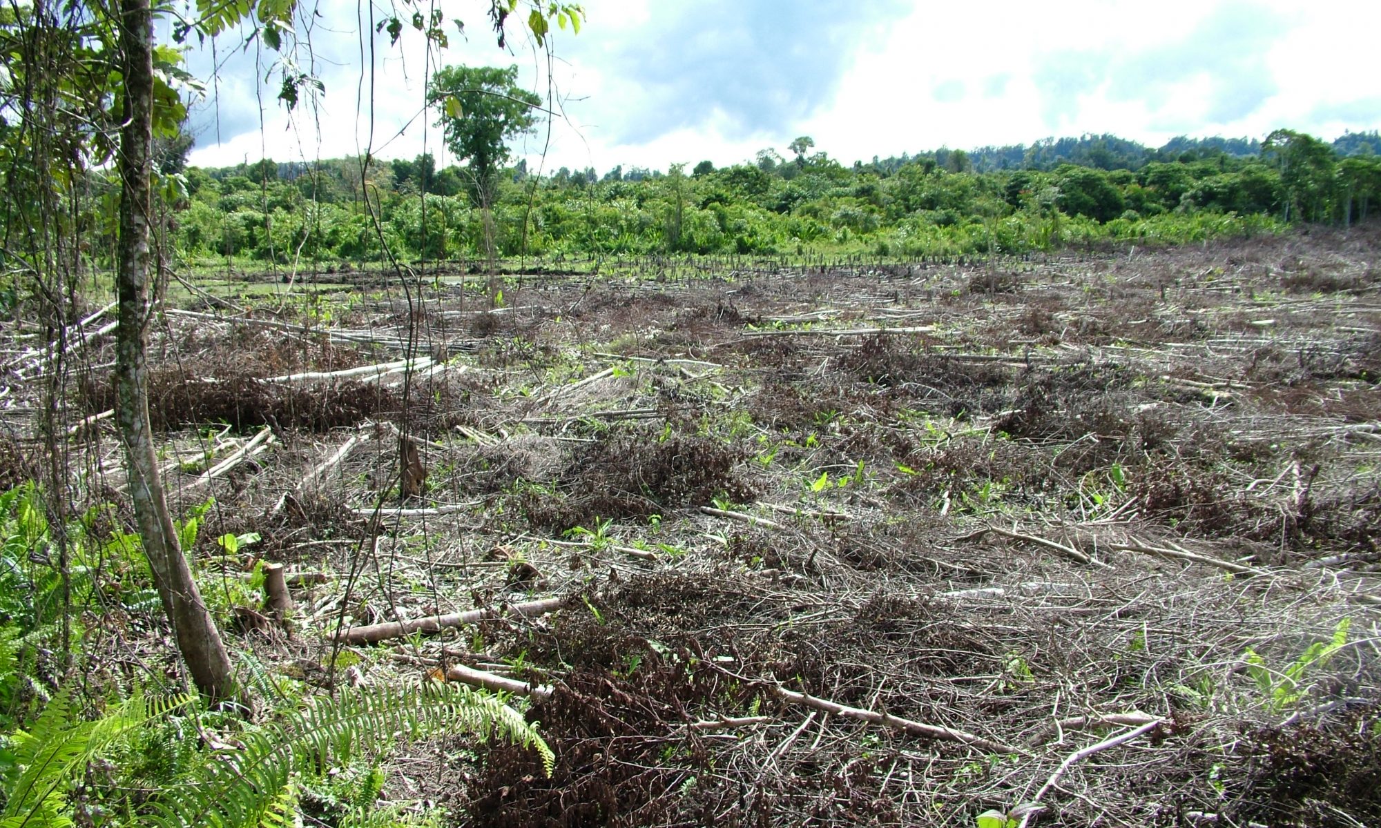 Deforested area
