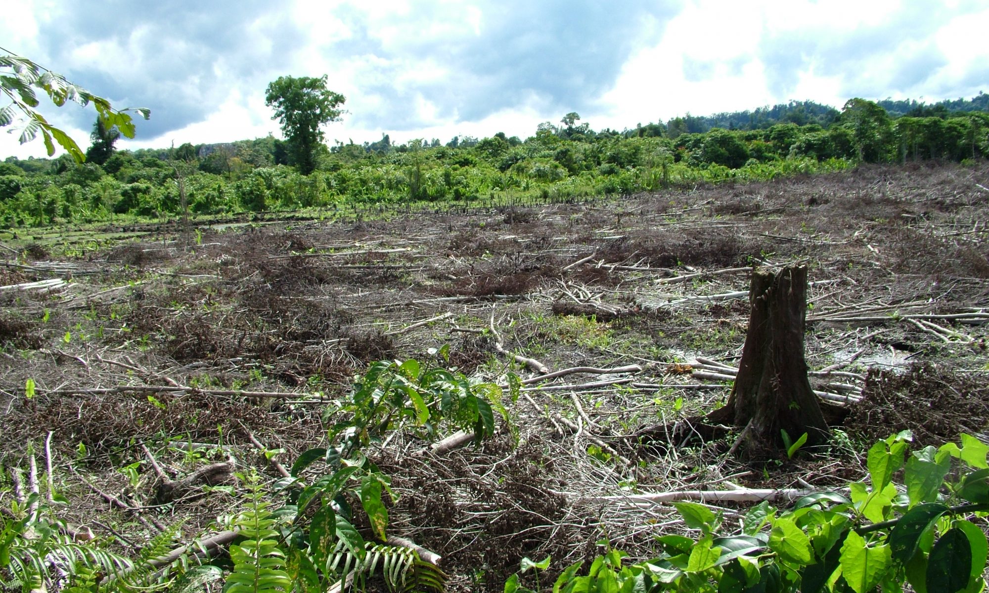 Deforested area of tropical forest