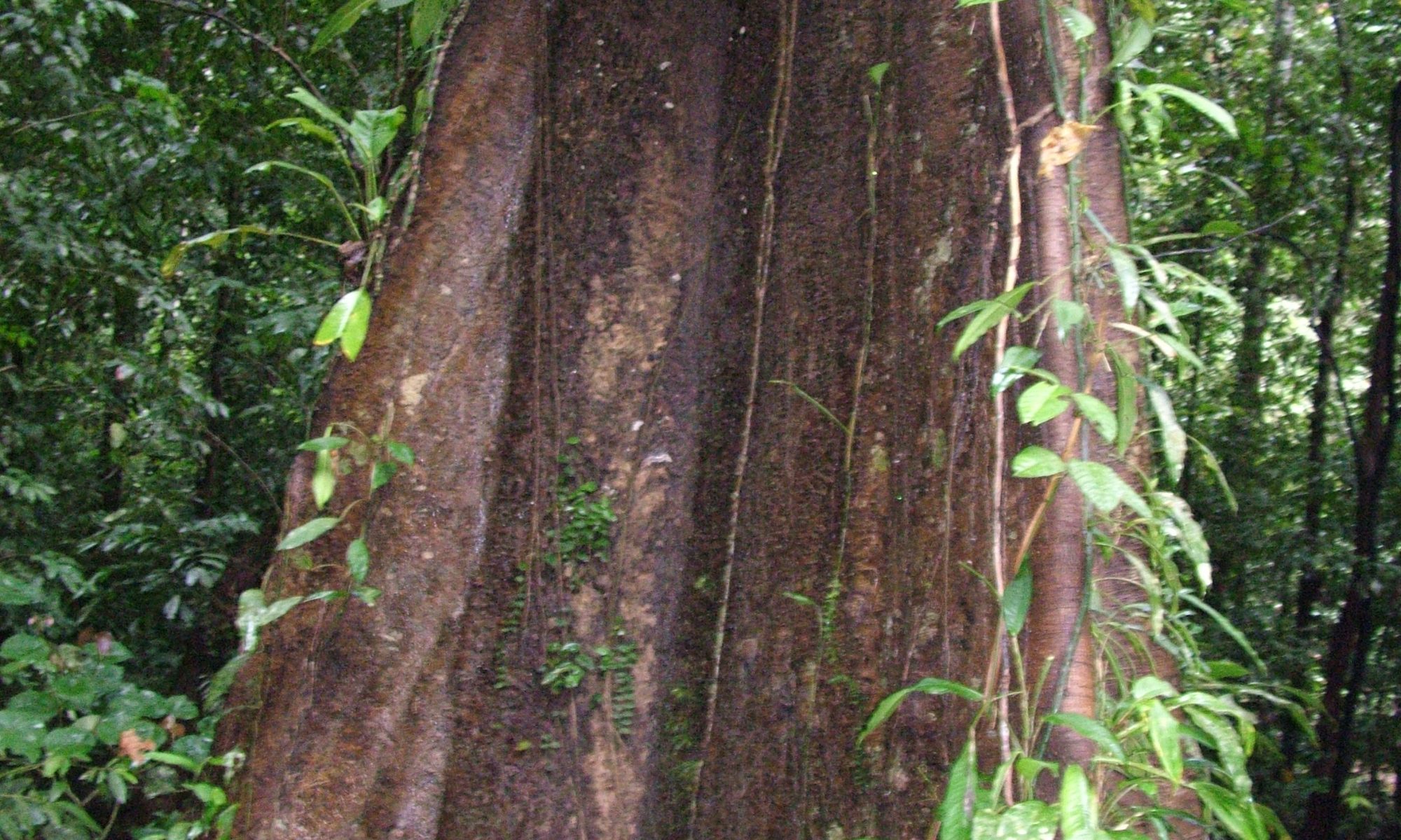 Hardwood tree